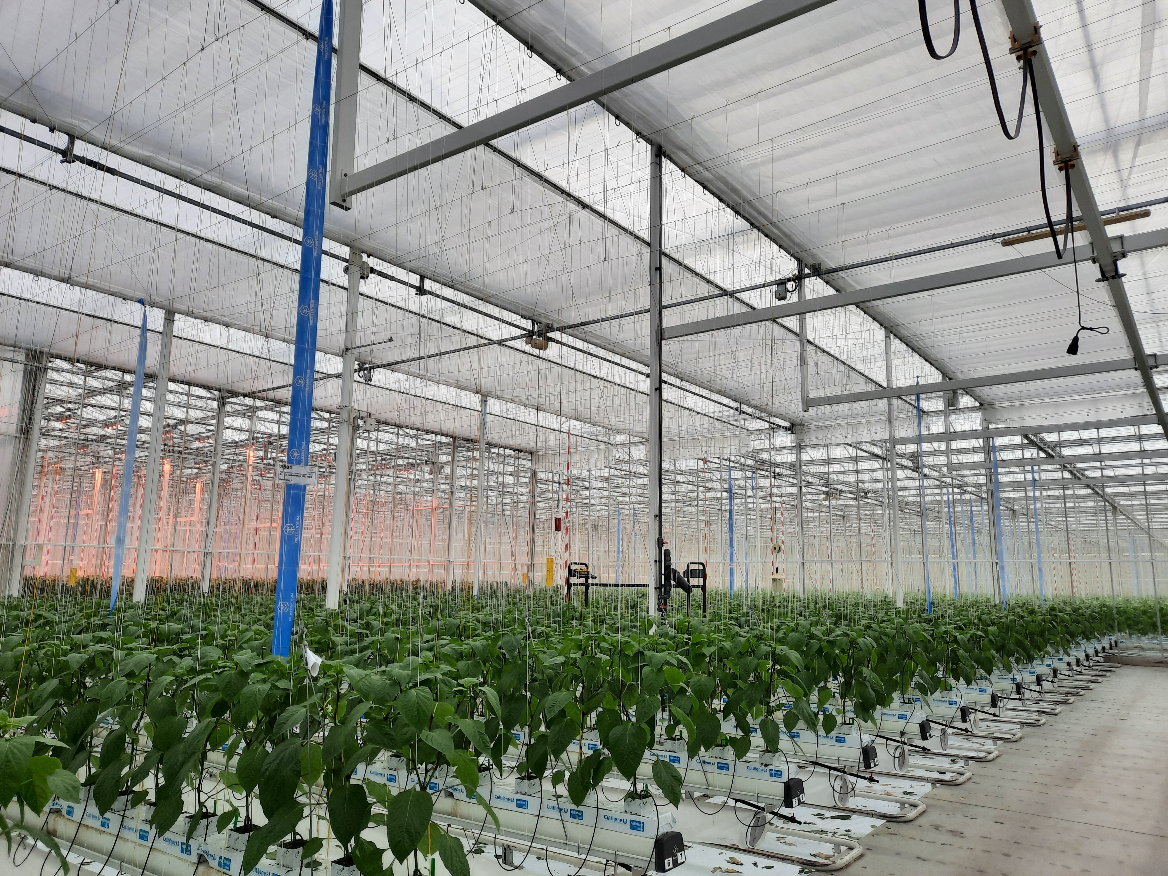 schermen paprika