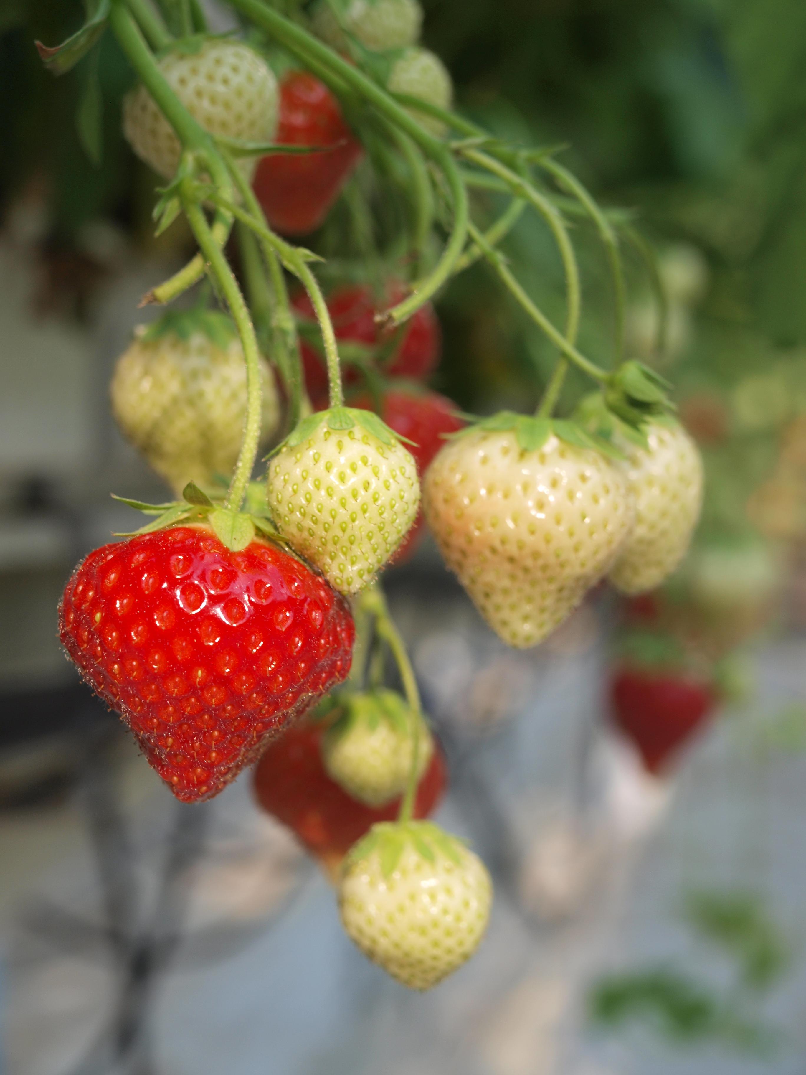 Aardbei