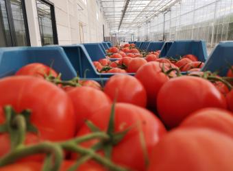 Tomaten beoordeling